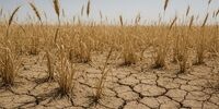هشدار جنجالی: گندم‌کاران زیر تیغ خشکسالی! دیم‌زارها در خطر نابودی!