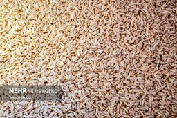 برنج پاکستانی ۶۶ هزار تومانی؛ سهمیه یا فاجعه اقتصادی؟