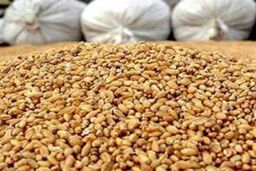 **فاجعه در راه است: 75 درصد کارخانجات خوراک دام تعطیل می‌شوند! دلیل شوکه‌کننده چیست؟**