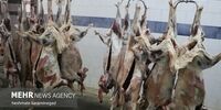 افشاگری تکان‌دهنده: قیمت گوشت قرمز رکورد شکست!