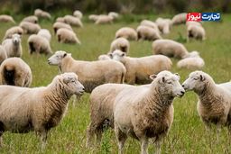 افشای قیمت واقعی دام زنده ۳۰ بهمن ۱۴۰۴: مردم گوشت بخرند یا نه؟