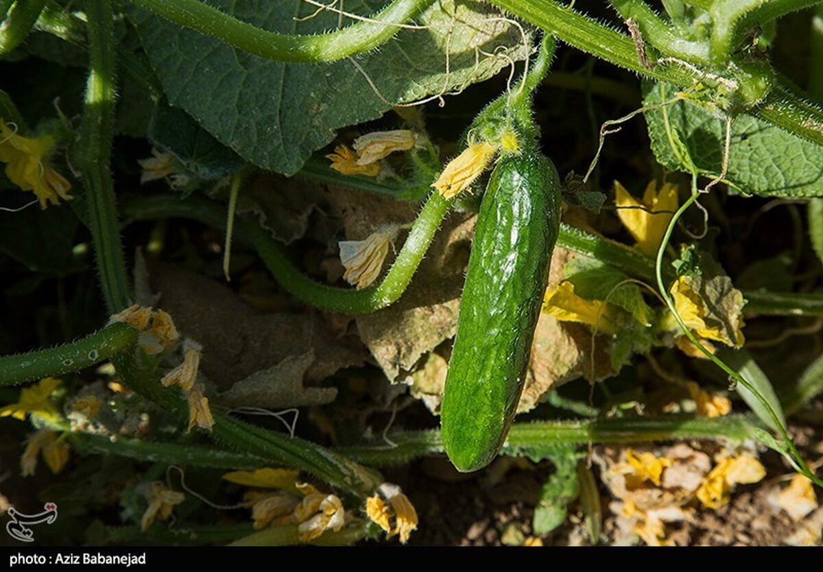 راز غول‌پیکر شدن خیارها فاش شد: چگونه فناوری هسته‌ای مزرعه شما را متحول می‌کند؟