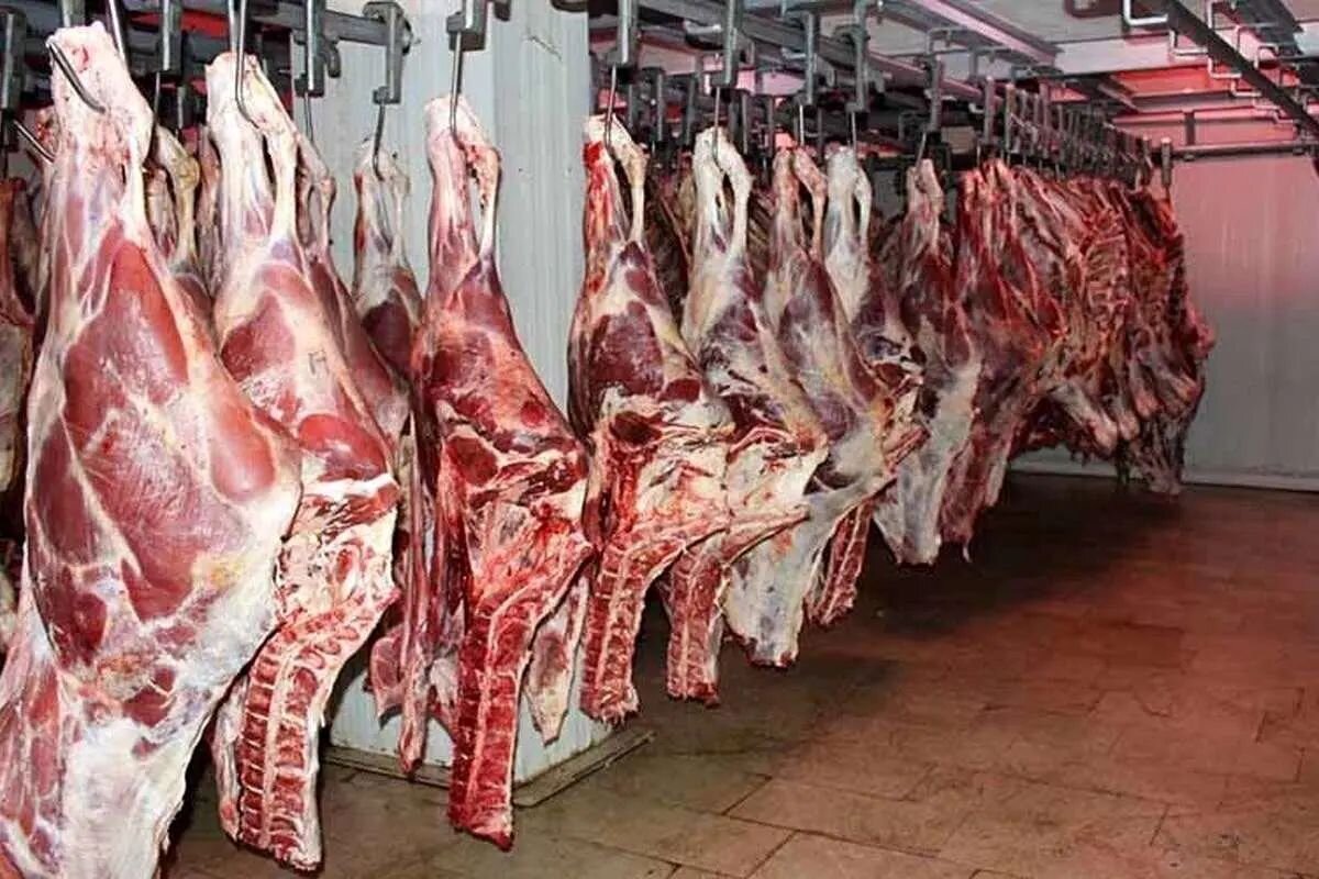 هشدار! گوشت گوساله وارداتی به زودی سفره تهرانی‌ها را پر می‌کند؛ مسئولان چه می‌گویند؟